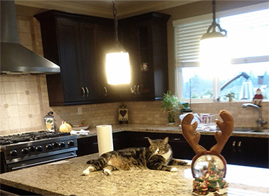 House Cleaning Services