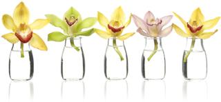 House Cleaning Services